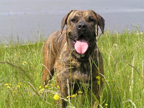 Dogo Canario