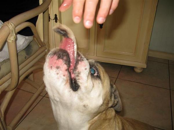 een hollandse nieuwe proeven 