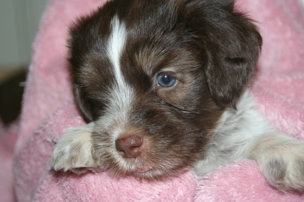 van de Vergulde Draakjes 