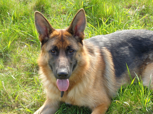 Duitse Herder