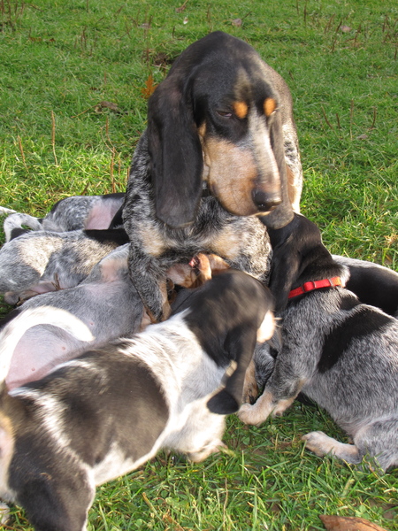 Basset bleu de Gascogne