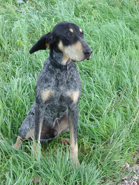 Petit Bleu de Gascogne