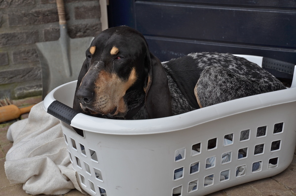 Petit Bleu de Gascogne