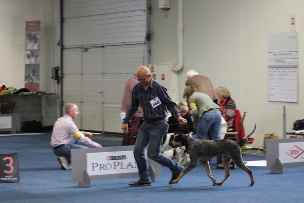 Grand bleu de Gascogne