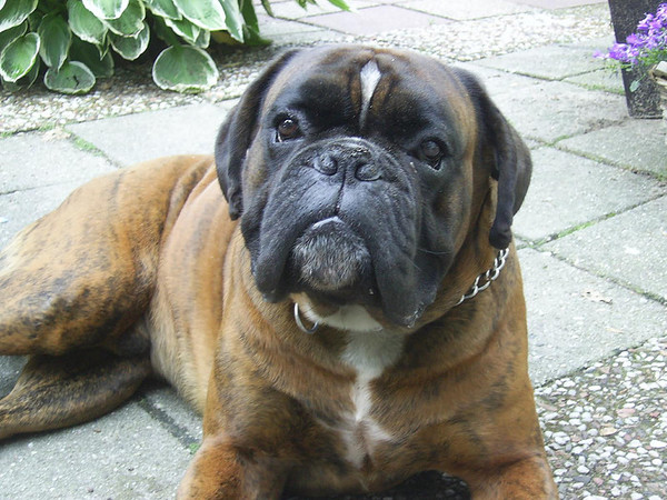 Boxer