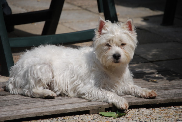 West Highland White Terrier