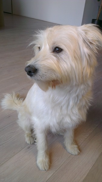 We zijn op zoek naar broertjes/zusjes van onze Diesel