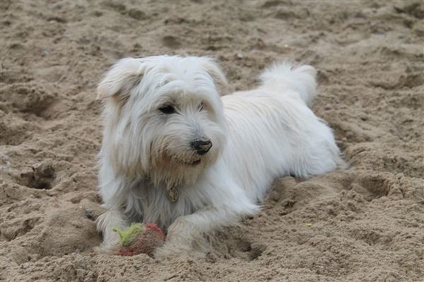 We zijn op zoek naar broertjes/zusjes van onze Diesel