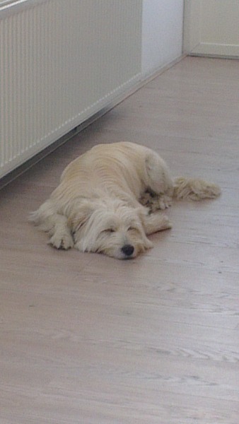 We zijn op zoek naar broertjes/zusjes van onze Diesel