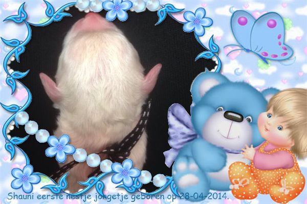 Nedina's Snuggle Pups