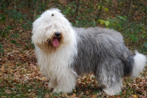 Bobtailkennel Wiggly Scamp's