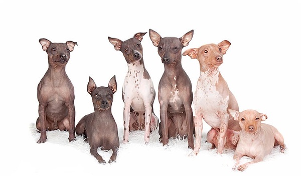 Amerikaanse Naakthond