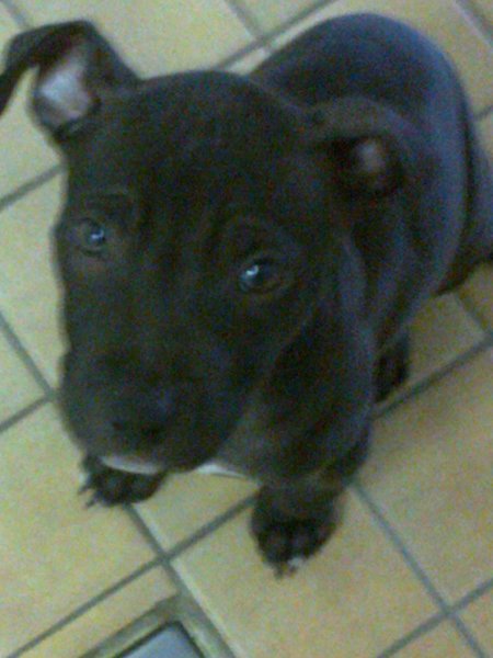 American Staffordshire Terrier