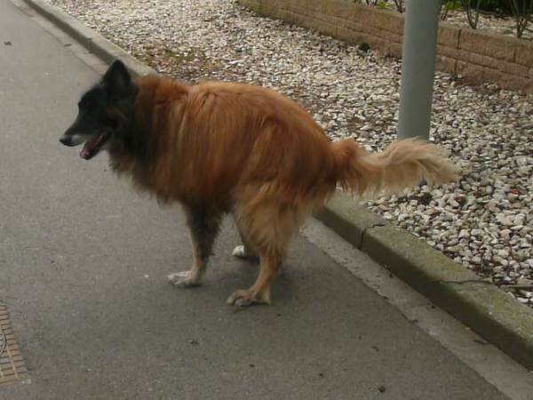 ja Rocky mag op de straat poepen 