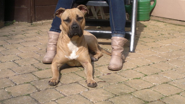 American Staffordshire Terrier