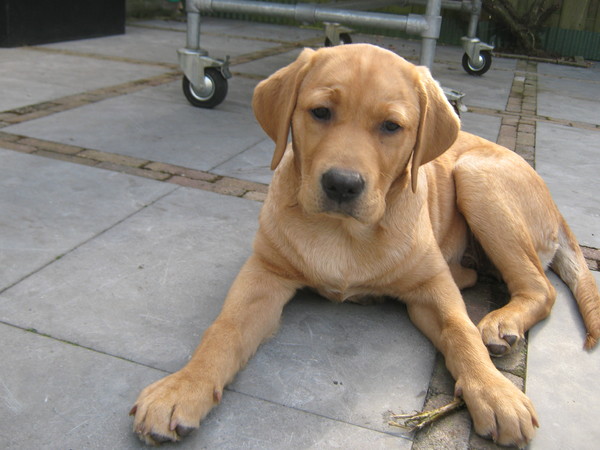 Labrador Retriever