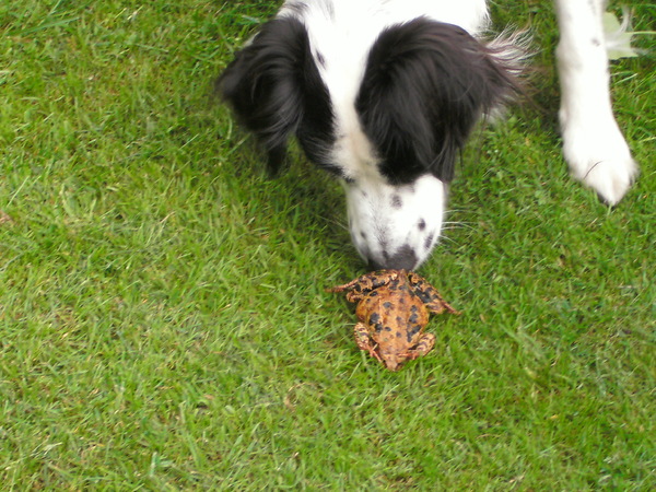 Frodo met onze kikker Kermit