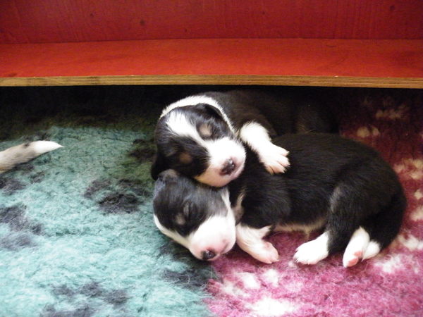 Kennel van de Kampstukken