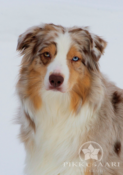 Kennel van de Kampstukken
