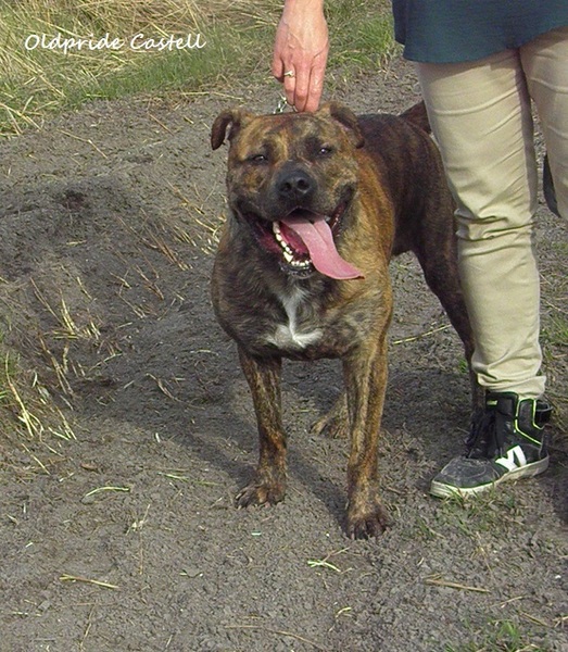 Perro Dogo Mallorquín