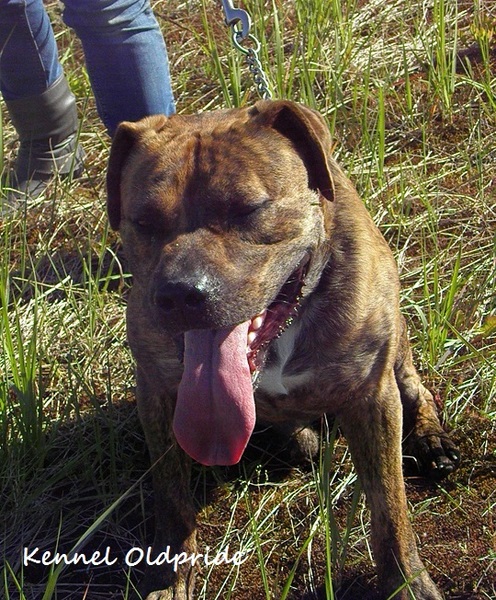 Perro Dogo Mallorquín