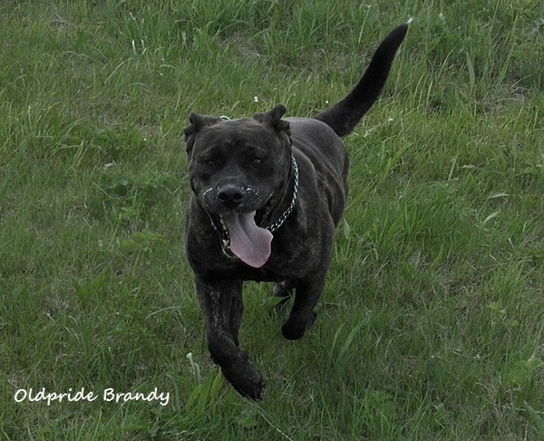 Perro Dogo Mallorquín