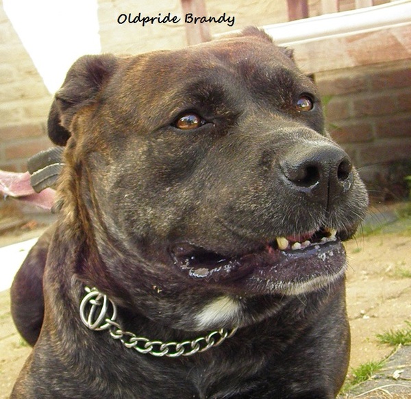 Perro Dogo Mallorquín