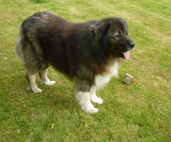 Kaukasische Owcharka