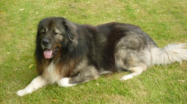 Kaukasische Owcharka