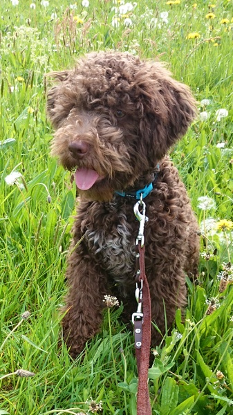 Lagotto Romagnolo