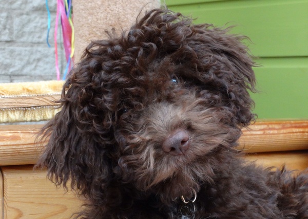 Lagotto Romagnolo