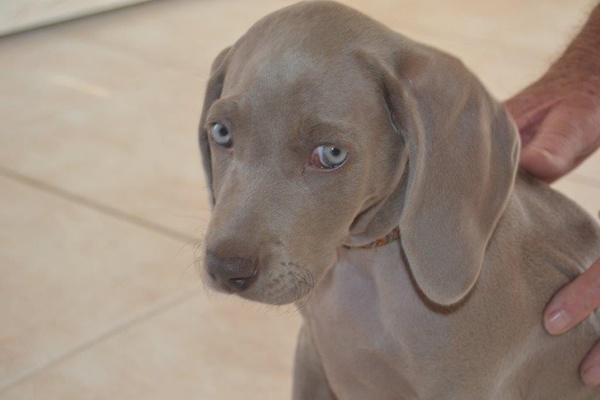 Weimaraner