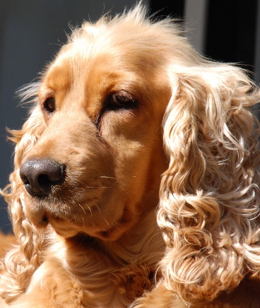 Engelse Cocker Spaniel