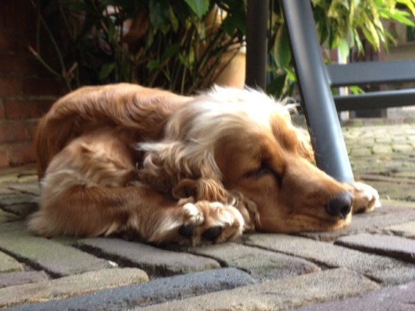 Engelse Cocker Spaniel