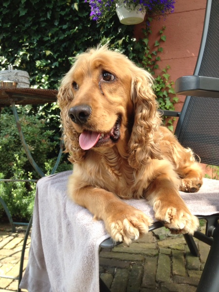Engelse Cocker Spaniel