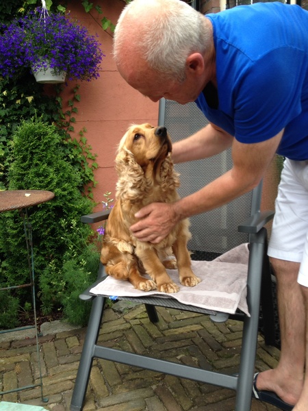 Engelse Cocker Spaniel