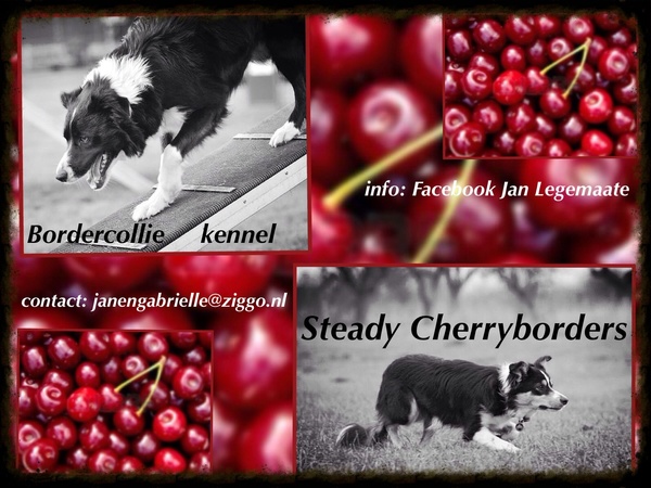 Steady Cherryborders