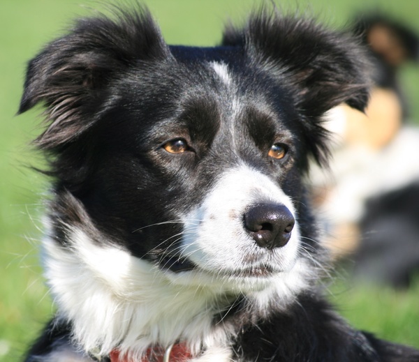 Steady Cherryborders