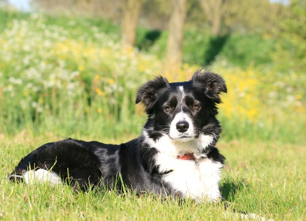 Steady Cherryborders