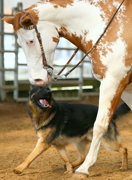 Sep volgen tijdens horse&dog trail