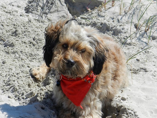 Irish Softcoated Wheaten Terriër
