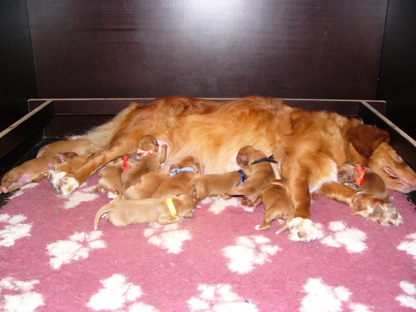 Broertjes en Zusjes Diva