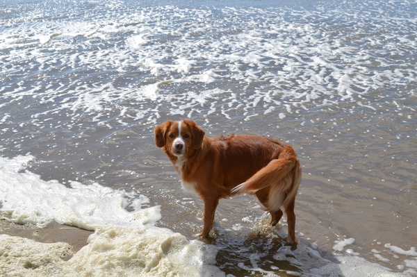 Broertjes en Zusjes Diva