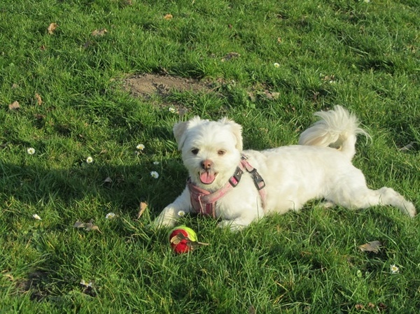 Broertjes en Zusjes van Sandy gezocht