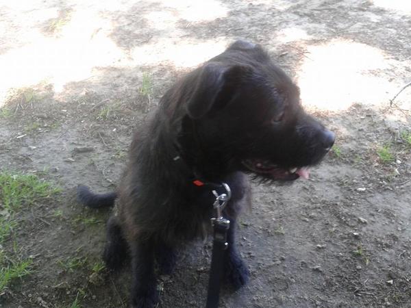 Bouvier des Ardennes