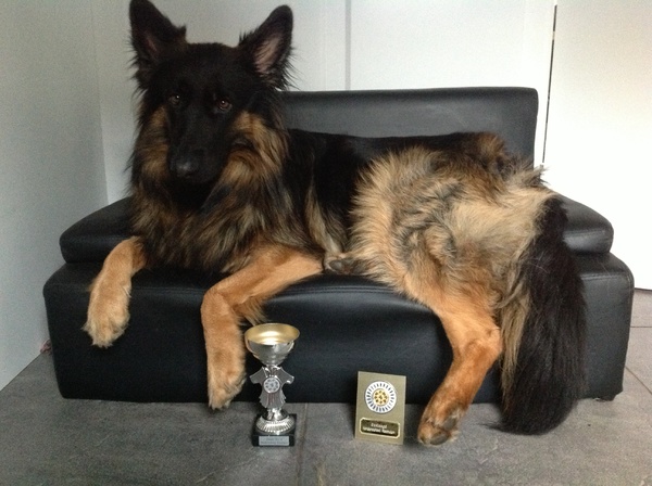 Oud Duitse Herdershond