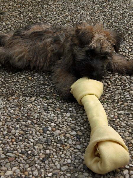 Knuffelbeer met zijn bot.