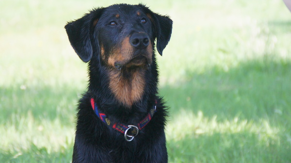 Beauceron