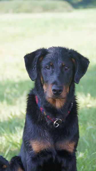 Beauceron