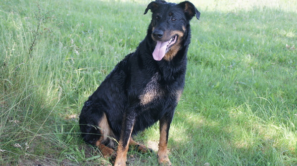Beauceron